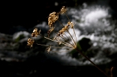 13 Resti di fioriture estive - foto Fulvio